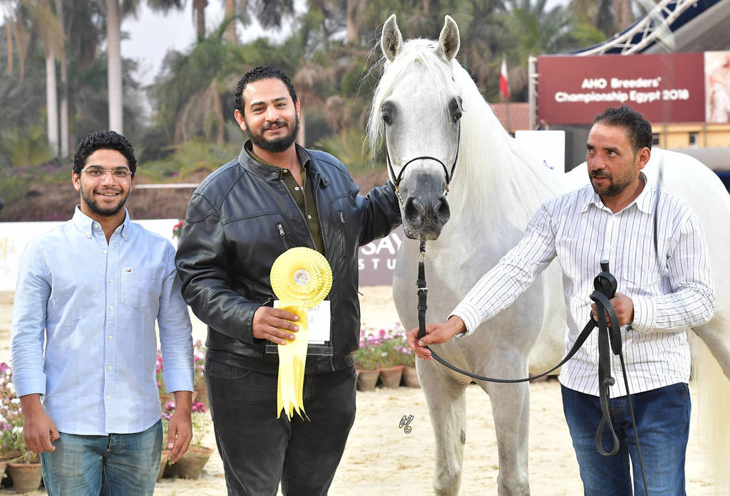 Stallions 4 Years and Above: Rayyan El Gabry