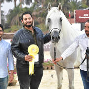 Stallions 4 Years and Above: Rayyan El Gabry