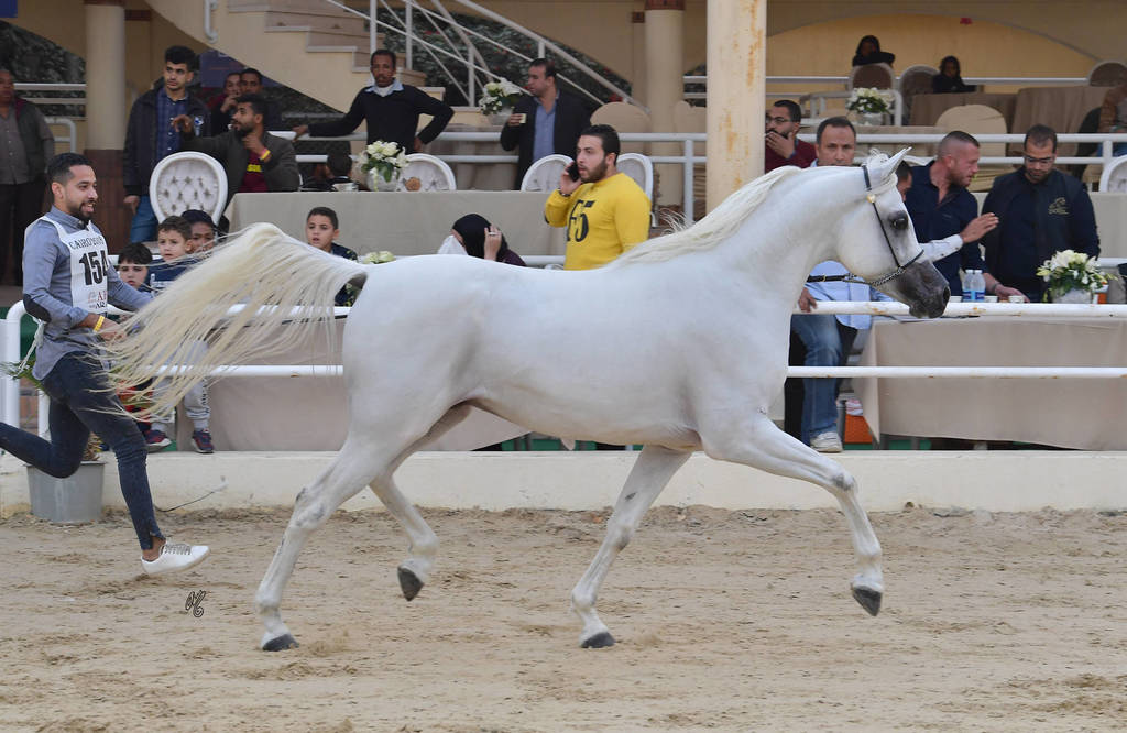 Stallions 4 Years and Above: Gamil Omar