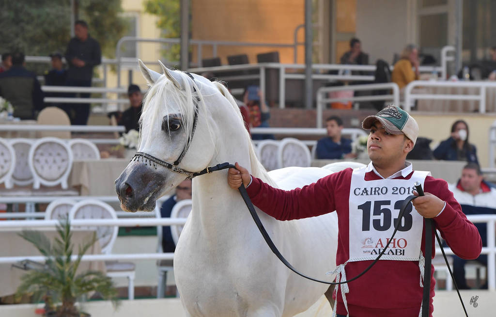 Stallions 4 Years and Above: Negm AR