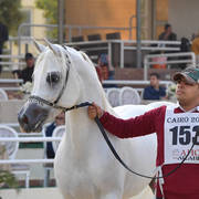 Stallions 4 Years and Above: Negm AR