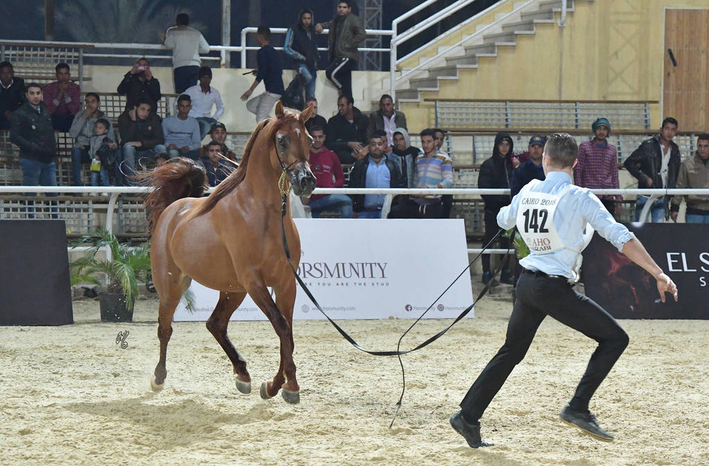 Colts 3 Years: Mazen Al Farida