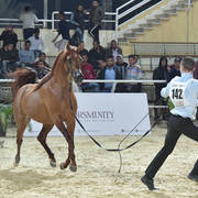 Colts 3 Years: Mazen Al Farida