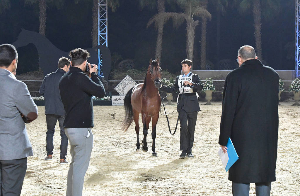 Colts 2 Years: Madori Al Yasser