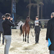 Colts 2 Years: Madori Al Yasser