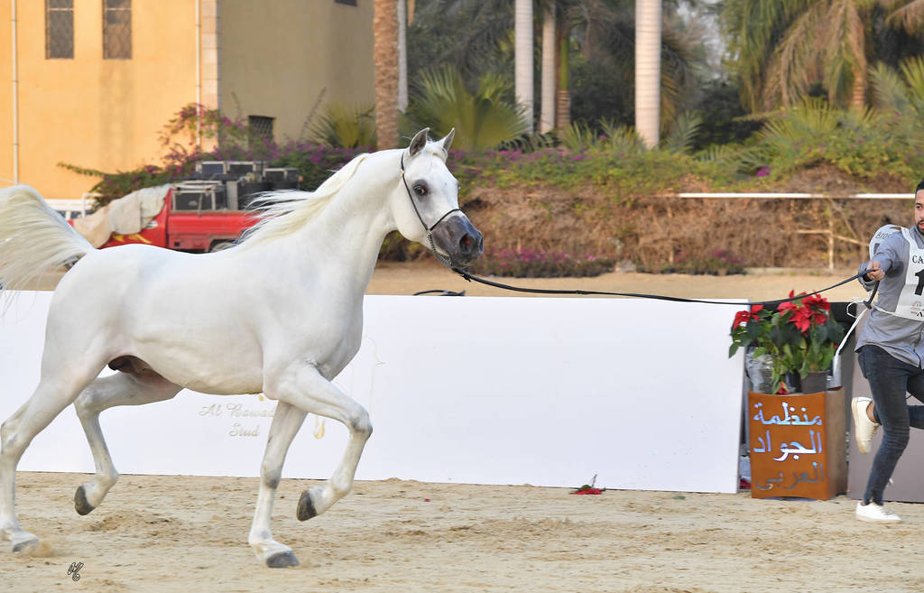 Stallions 4 Years and Above: Gamil Omar