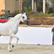 Stallions 4 Years and Above: Gamil Omar