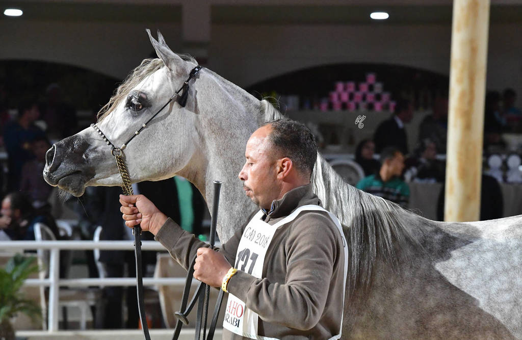 Colts 2 Years: Marwan Al Naggar