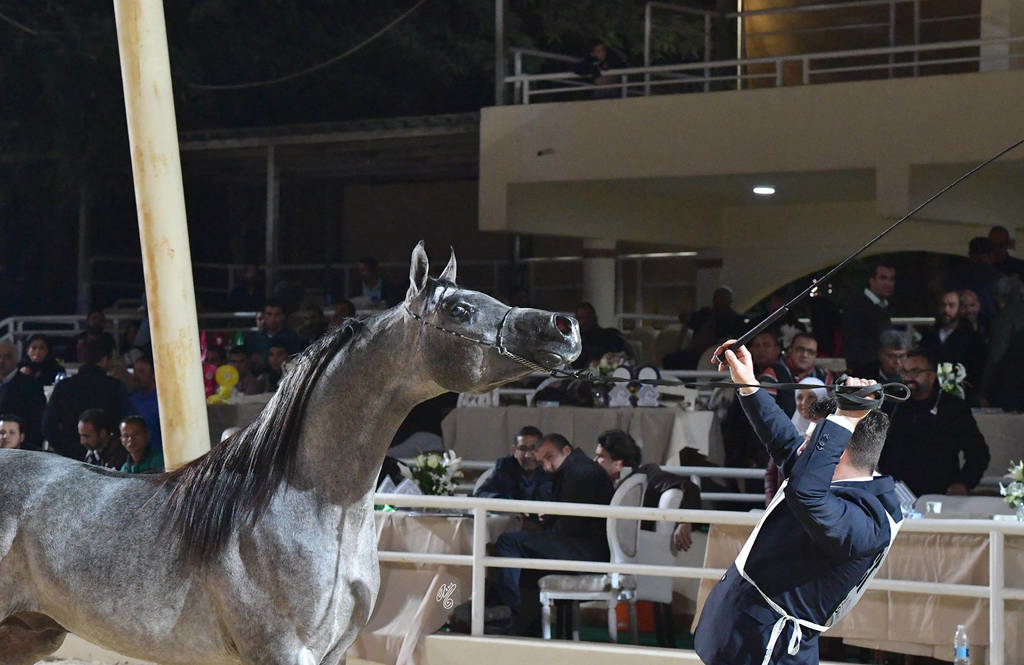 Colts 2 Years: Saad El Sheruk