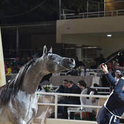 Colts 2 Years: Saad El Sheruk