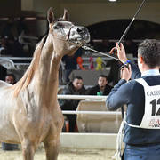 Yearling Colt: Lafet Al Mamlaka