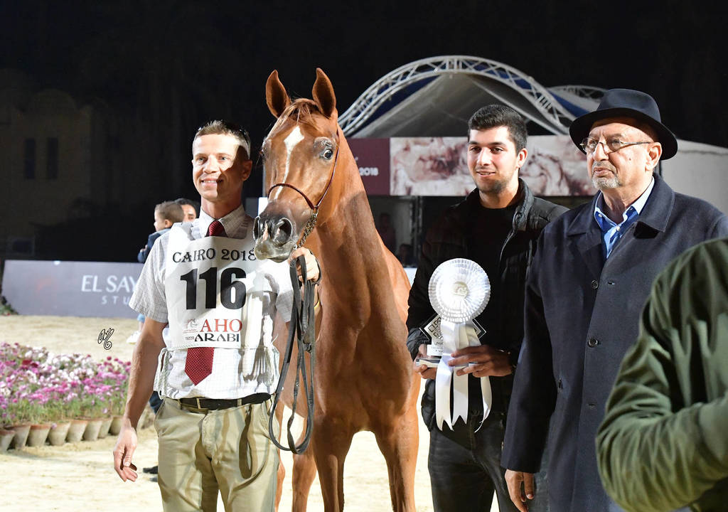 Yearling Colt: Montaser Al Yasser