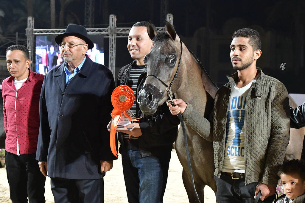 Yearling Colt: Badar Al Tarzy