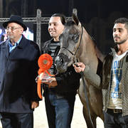 Yearling Colt: Badar Al Tarzy