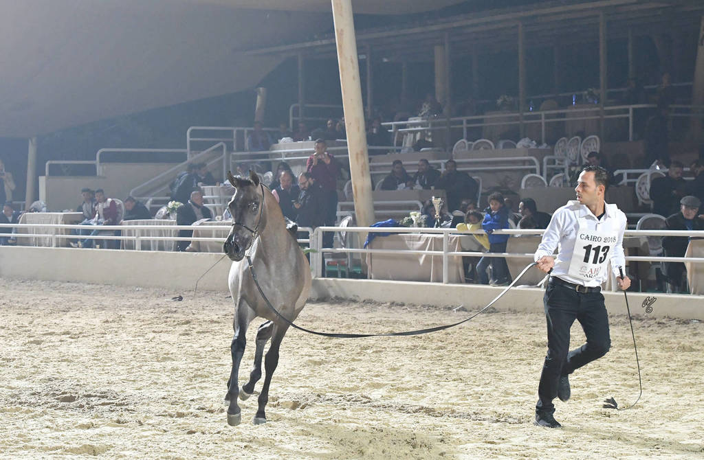Yearling Colt: Badar Al Tarzy