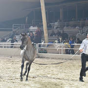 Yearling Colt: Badar Al Tarzy