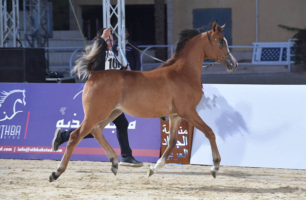 Yearling Colt: Cash El Sheruk