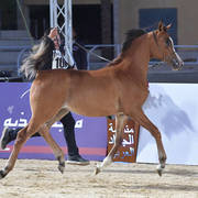 Yearling Colt: Cash El Sheruk