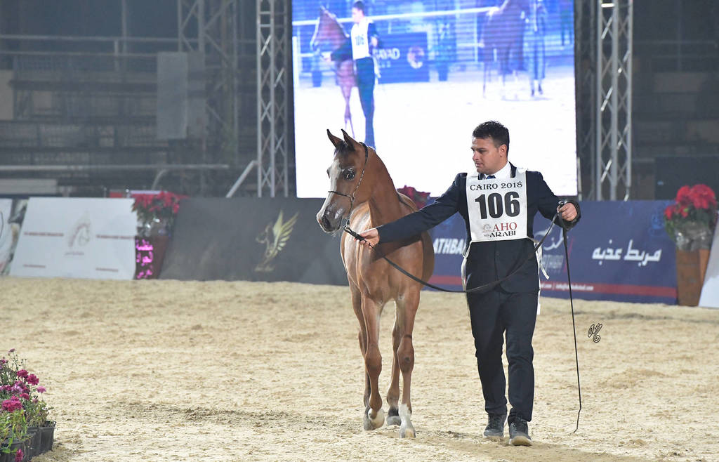 Yearling Colt: Cash El Sheruk