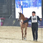 Yearling Colt: Cash El Sheruk