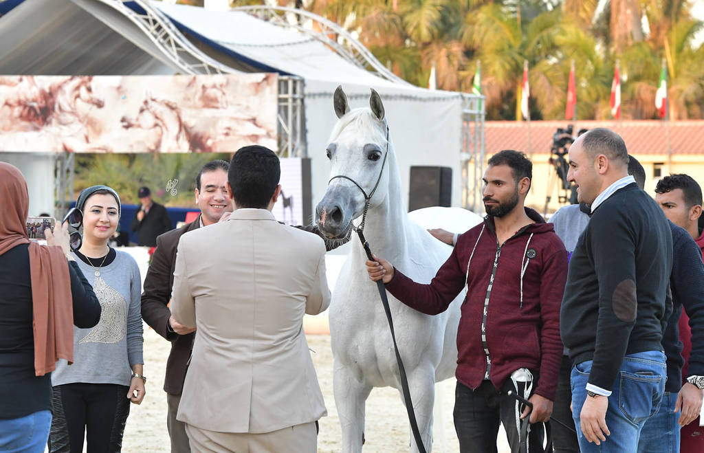 Mares 7 Years and Above: Liela Negm