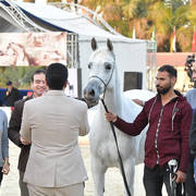 Mares 7 Years and Above: Liela Negm