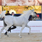 Mares 7 Years and Above: Liela Negm