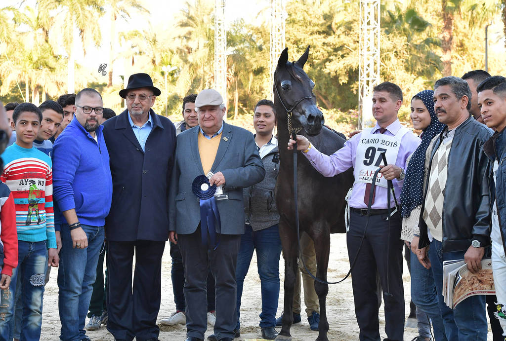 Mares 4-6 Years: Dahma Al Najdiah