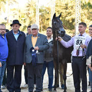 Mares 4-6 Years: Dahma Al Najdiah