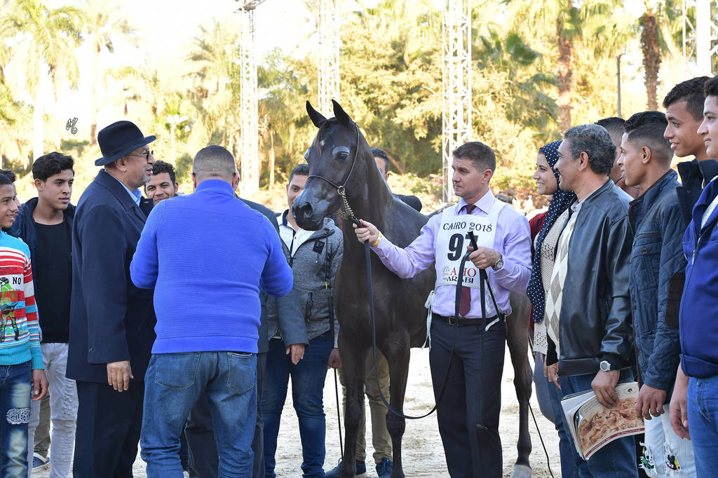 Mares 4-6 Years: Dahma Al Najdiah