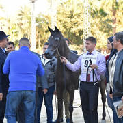 Mares 4-6 Years: Dahma Al Najdiah