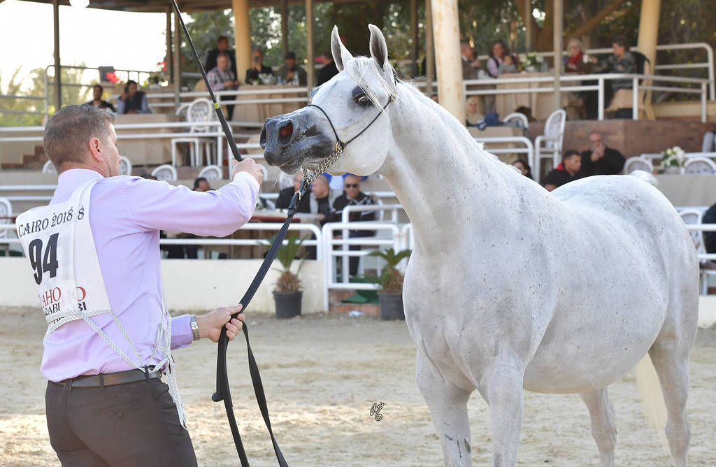 Mares 4-6 Years: Anbara Rabab