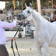 Mares 4-6 Years: Anbara Rabab