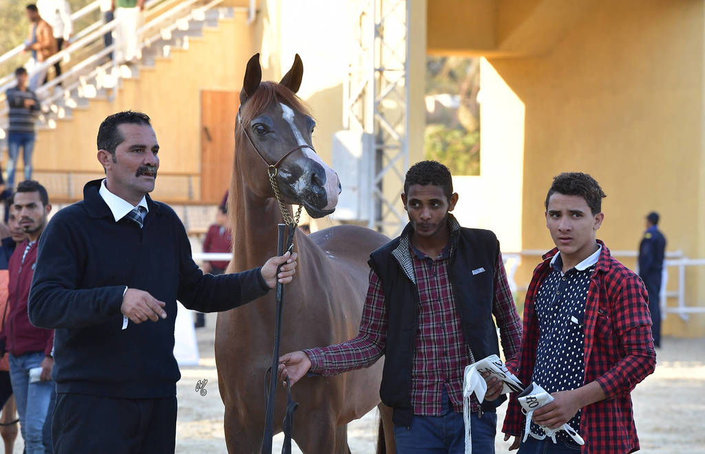 Mares 4-6 Years: Azhar Al Nile