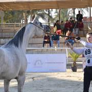 Mares 4-6 Years: Zamzam Negm