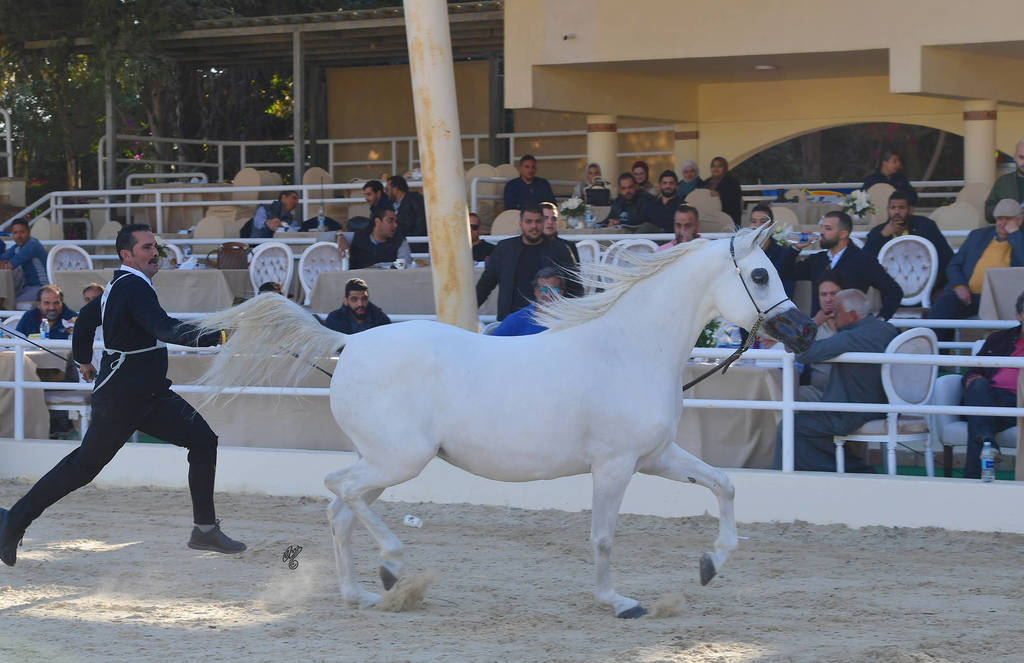 Mares 4-6 Years: Ghazala Al Rayyan El Ekhlass