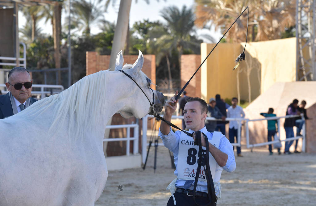 Mares 4-6 Years: Bahira Al Farida