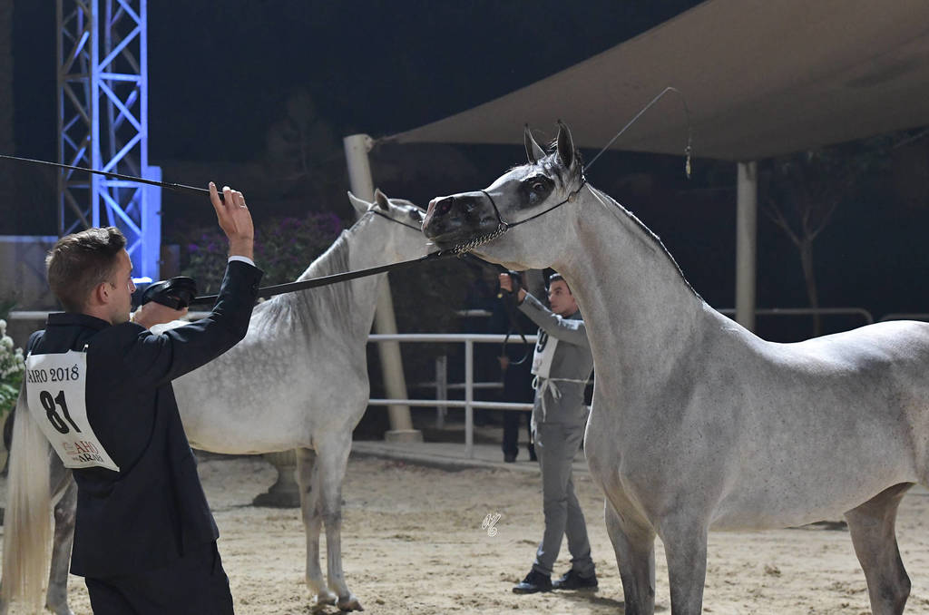 Mares 4-6 Years: Dareen Athabah