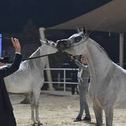 Mares 4-6 Years: Dareen Athabah