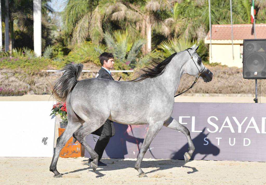 Mares 4-6 Years: Nouf Al Naief