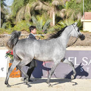 Mares 4-6 Years: Nouf Al Naief