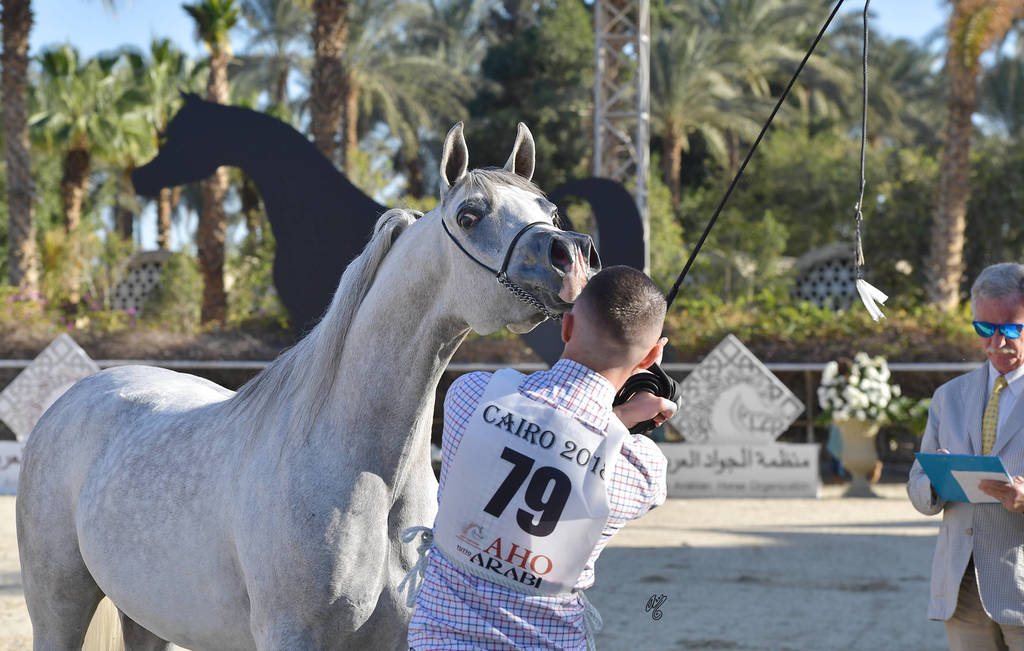 Mares 4-6 Years: Belina Al Farida