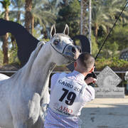 Mares 4-6 Years: Belina Al Farida