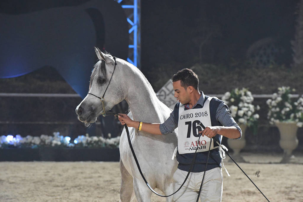 Fillies 3 Years: Anoud  Al Asayel