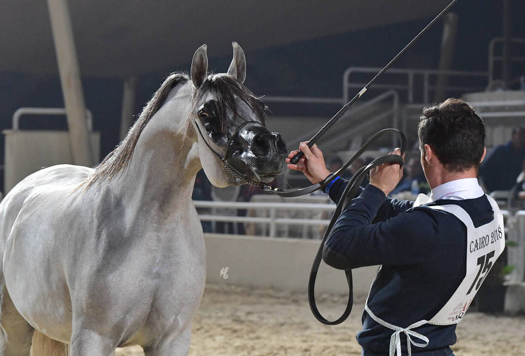 Fillies 3 Years: Asya Al Mamlaka