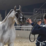 Fillies 3 Years: Asya Al Mamlaka