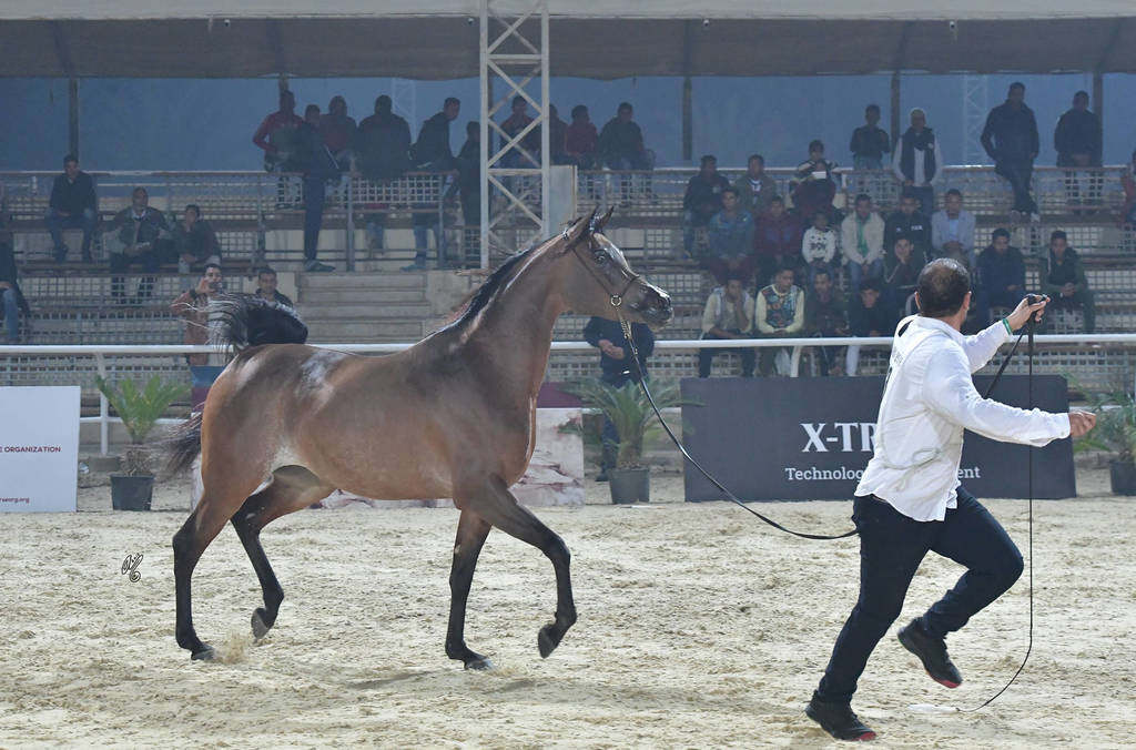 Fillies 3 Years: Ghazala El Gamal