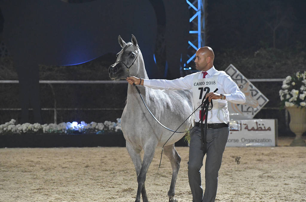 Fillies 3 Years: Amina El Gabry