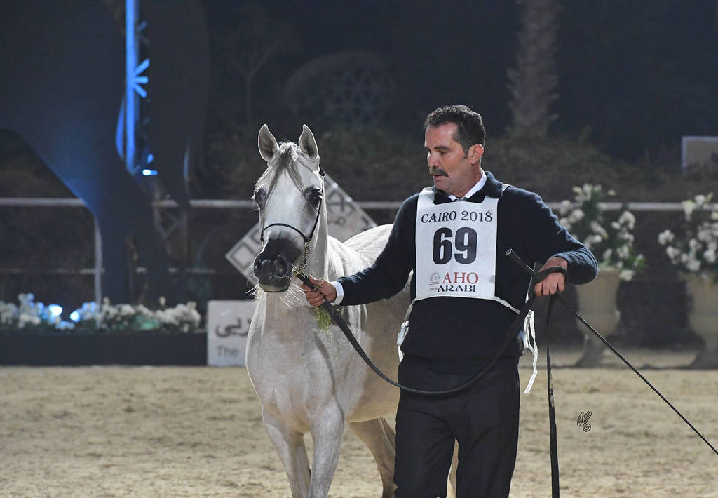 Fillies 3 Years: Neama El Ekhlass