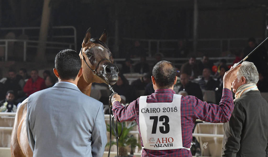 Fillies 3 Years: Ghazala El Gamal